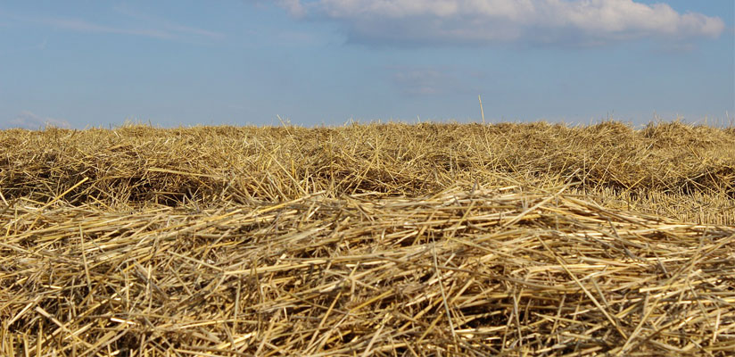 Business Intelligence Needle Haystack